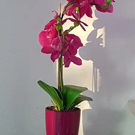 Loft Orchidee Uberlingen