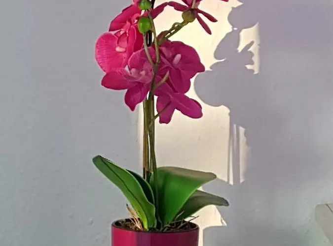 Loft Orchidee Überlingen